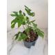 Rhaphidophora tetrasperma - Monstera minima - Mini Monstera (30-40 cm Ø 13/12 )