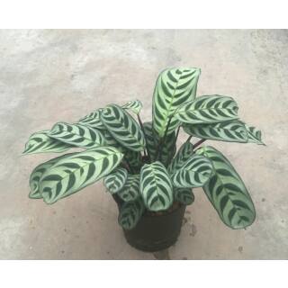 Calathea burle-marxii Amabilis - Korbmarante  (Ø 15/19) 40-50