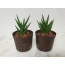 Sansevieria francisii ( Ø 09/07 )