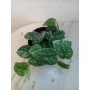 Philodendron scandens pictum Silvery Ann  ( Ø 13/12 ) Scindapsus pictum Silvery Ann