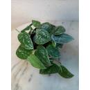 Philodendron scandens pictum Silvery Ann  ( Ø 13/12 ) Scindapsus pictum Silvery Ann