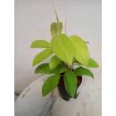 Philodendron Malay Gold ( Ø 13/12 ) 30-40 cm, 2 pp