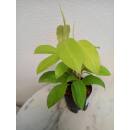 Philodendron Malay Gold ( Ø 13/12 ) 30-40