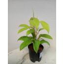 Philodendron Malay Gold ( Ø 13/12 ) 30-40