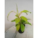 Philodendron Malay Gold ( Ø 13/12 ) 30-40