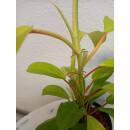 Philodendron Malay Gold ( Ø 13/12 ) 30-40