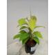 Philodendron Malay Gold ( Ø 13/12 ) 30-40