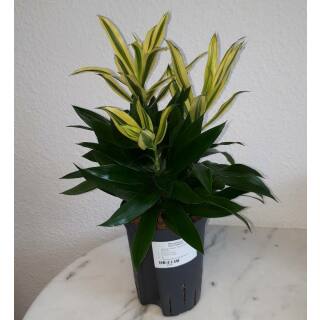 Dracaena reflexa Song of Sri Lanka  ( Ø 15/19 3pp, 35 - 45 )