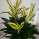 Dracaena reflexa Song of Sri Lanka  ( Ø 15/19 3pp, 35 - 45 )