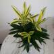 Dracaena reflexa Song of Sri Lanka  ( Ø 15/19 3pp, 35 - 45 )
