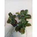 Maranta leuconeura Green Kim Tuff ( Ø 13/12 )