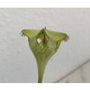 Ceropegia sandersonii – Kletternde Leuchterblume  Ø 13/12 (40-50 ) Spalier