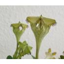 Ceropegia sandersonii – Kletternde Leuchterblume  Ø 13/12 (40-50 ) Spalier