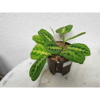 Maranta Leuconeura Lemon Lime  ( Ø 13/12 )