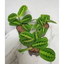Maranta Leuconeura Lemon Lime  ( Ø 13/12 )