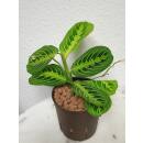 Maranta Leuconeura Lemon Lime  ( Ø 13/12 )