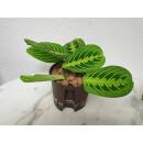 Maranta Leuconeura Lemon Lime  ( Ø 13/12 )