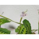 Maranta Leuconeura Lemon Lime  ( Ø 13/12 )