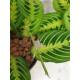 Maranta Leuconeura Lemon Lime  ( Ø 13/12 )