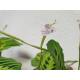 Maranta Leuconeura Lemon Lime  ( Ø 13/12 )