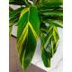 Alpinia zerumbet Variegata - Muschelingwer ( Ø 18/19 ) 60-80