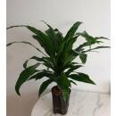 Dracaena der. Janet Lind 15 - Ø 15/19, (40 - 60)