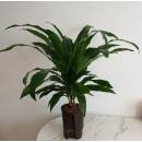 Dracaena der. Janet Lind 15 - Ø 15/19, (40 - 60)