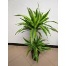 Dracaena der. Lemon 45/15 - Ø 15/19, ( 60 - 80)