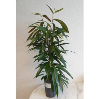 Ficus longifolia Amstel King  80-100, 15-19