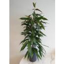 Ficus longifolia Amstel King  80-100, 15-19