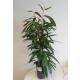 Ficus longifolia Amstel King  80-100, 15-19