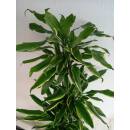 Dracaena frag. Golden Coast Ø 18/19 (60/30/15,   80 - 100)