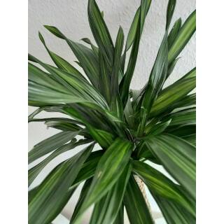 Dracaena der. Rikii Stamm Ø 15/19, 60-80