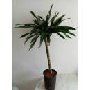 Dracaena der. Rikii Stamm Ø 15/19, 60-80