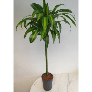 Dracaena der. Hawaiian Sunshine  Ø 15/19, (80 - 100)