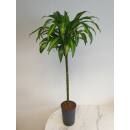 Dracaena der. Hawaiian Sunshine  Ø 15/19, (80 - 100)