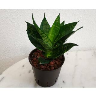 Sansevieria  Green Hahnii  Ø 11/09