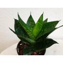 Sansevieria  Green Hahnii  Ø 11/09