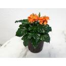 Crossandra infundibuliformis OHNE BLÜTEN ( Ø 13/12 )