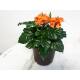 Crossandra infundibuliformis OHNE BLÜTEN ( Ø 13/12 )