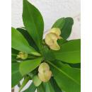 Euphorbia-milii cremeweiß ( Ø 13/12 ) -...