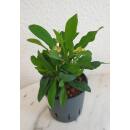 Euphorbia-milii cremeweiß ( Ø 13/12 ) -...