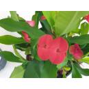 Euphorbia-milii rot ( Ø 13/12 ) - Christusdorn 30-40cm