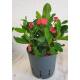 Euphorbia-milii rot ( Ø 13/12 ) - Christusdorn 30-40cm