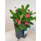 Euphorbia-milii rot ( Ø 13/12 ) - Christusdorn 30-40cm