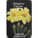 Opuntia jamaicensis -  Jamaica Kaktus  Ø 13-12 Größe 1