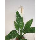 Spathiphyllum Variegata  ( Ø 13/12 )  - panaschiertes Einblatt grün-weiß