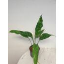 Spathiphyllum Variegata  ( Ø 13/12 )  - panaschiertes Einblatt grün-weiß