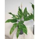 Spathiphyllum Variegata  ( Ø 15/19 ) - panaschiertes Einblatt grün-weiß