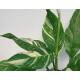 Spathiphyllum Variegata  ( Ø 15/19 ) - panaschiertes Einblatt grün-weiß